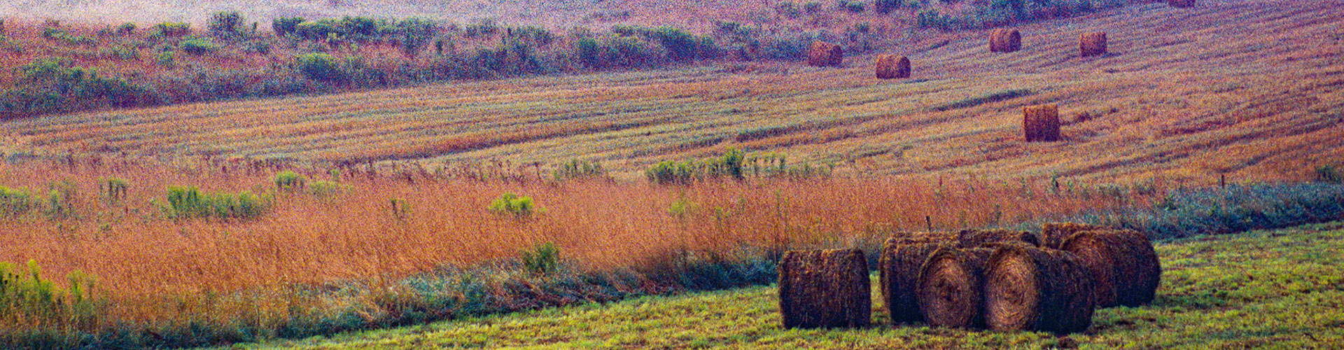 Field of Hay with Round Hay Bales